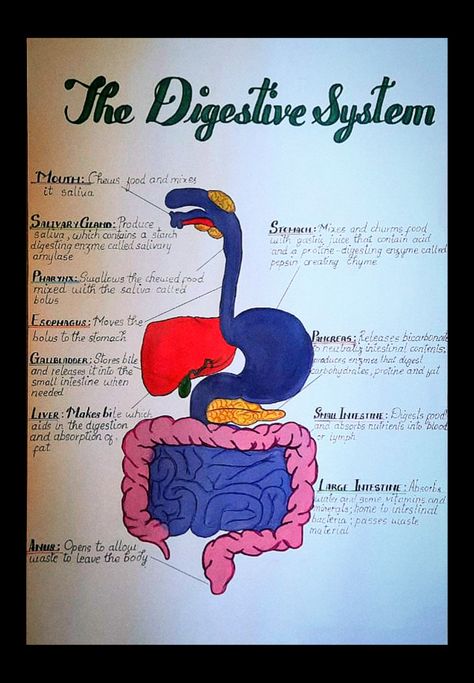 Biology Digestive System Notes, Digestive System Diagram Project, Biology Chart Ideas, Digestive System Project, Digestive System Diagram, Science Assignment, Biology Diagrams, Human Body Projects, Science Diagrams