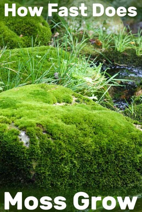 Cliff Forest, Moss Indoors, Nature Playground, Moss Gardens, Moss Lawn, Moss Grass, Grow Garden, Types Of Moss, Growing Moss