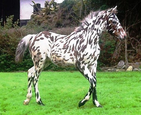 The Spotted Color Pattern Knabstrupper Knabstrupper Horse, Spotted Horse, Rare Horse Breeds, Hilarious Animals, Character Features, Rare Horses, Horse Names, Most Beautiful Horses, Appaloosa Horses