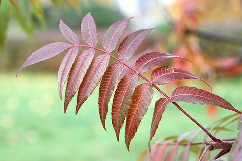 How to Tell the Difference Between Harmless and Poison Sumac | Tec Labs Poison Sumac Plant, Sumac Plant, Poison Sumac, Pool Water Features, Poisonous Plants, Garden Pool, Garden Fencing, Small Trees, Trees And Shrubs