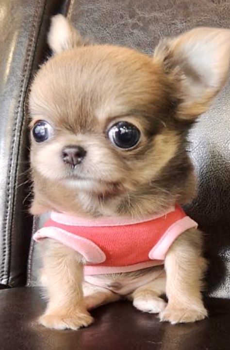 Poodle Cute, Puppy Teacup, Tattoo Animals, Psy Chihuahua, Biewer Yorkie, Mini Poodle, Teacup Chihuahua Puppies, Cute Teacup Puppies, Baby Chihuahua