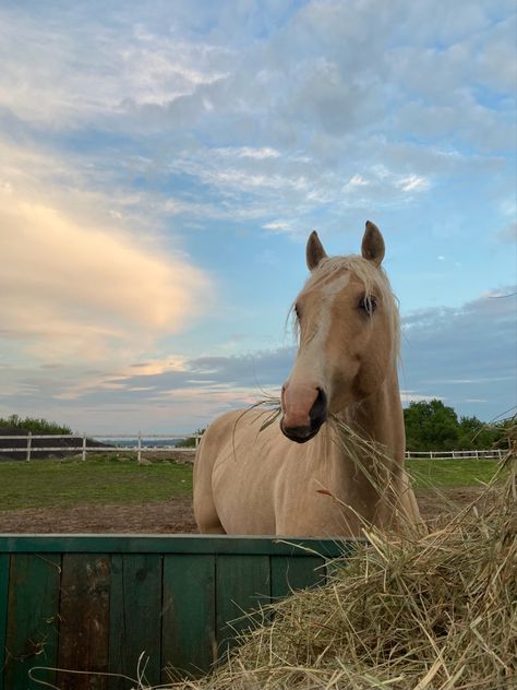 Horse Girl Aesthetic, Village Cottage, Horsey Life, Horse Riding Aesthetic, Farm Village, Palomino Horse, Horse Aesthetic, Horse Horse, Equestrian Life