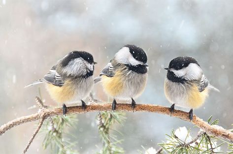 Chickadee Art, Chickadee Bird, A Snowy Day, Black Capped Chickadee, Bird Drawing, Drawing Animals, Chickadees, Baby Bird, Backyard Birds