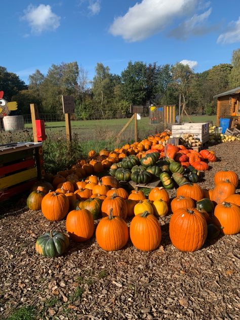 Pumpkin are usually harvested in april in Australia 🇦🇺 
And the pumpkin spice mixture which flavours everything in October, but mainly because pumpkins are in season from approximately September to January in germany 🇩🇪 Pumpkin Farming, Pumpkin Farm, Pumpkin Season, Pumpkin Seasoning, Germany, Quick Saves