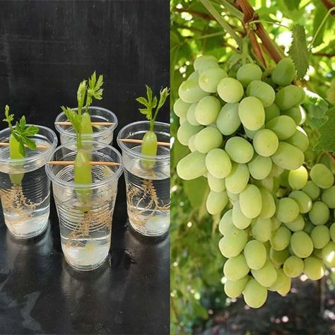 Growing Food Indoors, Grape Tree, Guava Tree, Garden Hacks Diy, Grape Plant, Patio Trees, Orange Plant, Fall Garden Vegetables, Home Simple