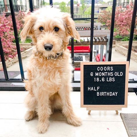 Dog Half Birthday, 6 Month Birthday, Birthday Puppy, We Rate Dogs, Doodle Puppy, Half Birthday, Fur Mama, Goldendoodle Puppy, Baby Tips