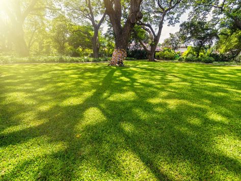 Grass Seed For Shade: What Grass Grows In Shade Best Grass For Shade, Shade Tolerant Grass, Best Grass Seed, Clover Lawn, Shade Grass, Garden Site, Growing Grass, Shade Gardens, Ground Cover Plants