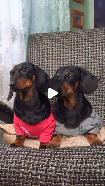 73K views · 12K likes | Doxie Din & Puppy Jay on Instagram: "Sorry, Grandpa! 😘 Dogs Take Over the Rocking Chair!" Sausage Dog Aesthetic, Dashund Dogs, Miniature Daschund, Sleeping Dachshund, Doxie Humor, Silver Dapple Dachshund, Wiener Dog Humor, Wiener Dog Puppies, Dachshund Videos