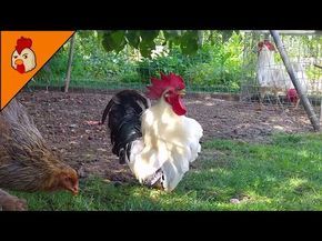 Top 10 Best Rooster Crowing Sound Effects Compilation Plus - Funny Chicken Noises - Rooster Noises - YouTube