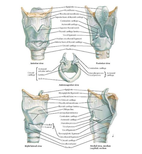 Vocal Anatomy, Human Osteology, Larynx Anatomy, Neuro Science, Aesthetic Facial, Anatomy Lab, Skull Anatomy, Animal Adaptations, Medical Student Study