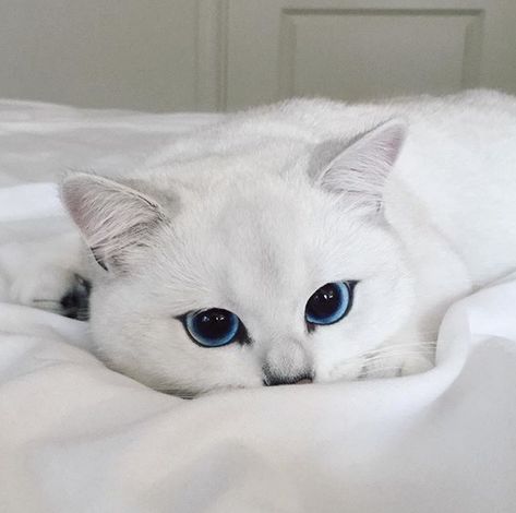 White Cat With Blue Eyes, Cat With Blue Eyes, Gorgeous Cats, Cute Cat Wallpaper, White Cats, Cat Aesthetic, Cute Cats And Kittens, Happy Animals, Cute Cats And Dogs