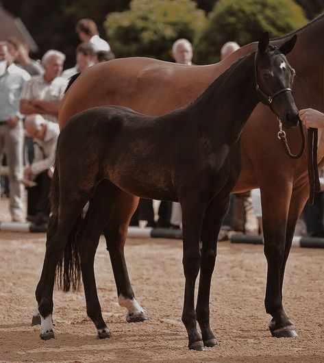 Horse Foals Aesthetic, Foal Aesthetic, Horse Top View, Warmblood Foal, Equine Aesthetic, Horse Girl Aesthetic, Different Horse Breeds, Horse Photography Poses, Horsey Life