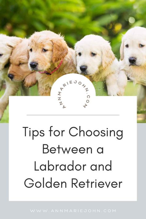 Tips for Choosing Between a Labrador and Golden Retriever Labrador And Golden Retriever, Golden Retriever Vs Labrador, Golden Labrador Puppy, Female Golden Retriever, Golden Labrador Puppies, Two Puppies, Puppy Stages, Golden Labrador, Labrador Retriever Puppies