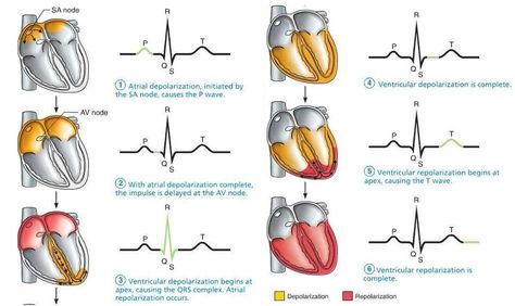 Conduction System & ECG Anatomy Lab, Cardiology Nursing, Cardiac Cycle, Paramedic School, Nurse Study Notes, Nursing Mnemonics, Pa School, Cardiac Nursing, Pharmacology Nursing