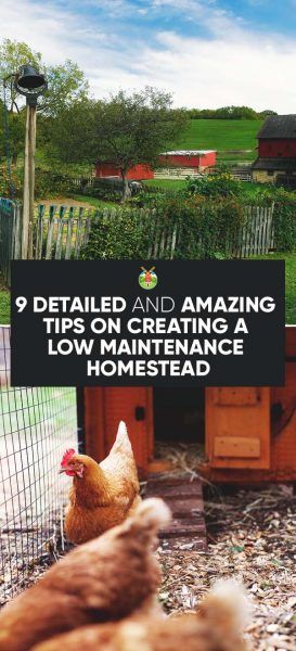 9 Quick and Easy Tips on Creating a Low Maintenance Homestead Start A Homestead, Greenhouse Farming, Homestead Farm, Winter Survival, Homesteading Skills, Low Maintenance Landscaping, Mini Farm, Homestead Survival, Low Maintenance Garden