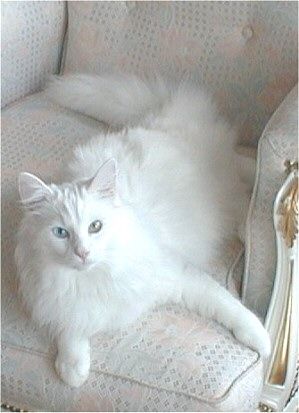 Norwegian Forest Cat White, Turkish Angora Cat, Angora Cats, Turkish Angora, Cat White, Norwegian Forest, Siberian Cat, Forest Cat, Norwegian Forest Cat