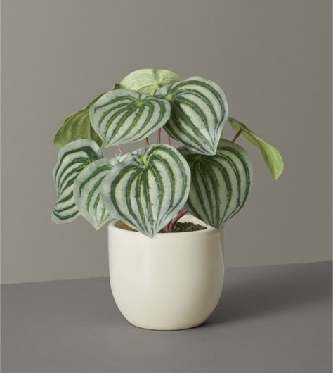 Potted Plant Reference Photo, House Plant Reference, Pot Plant Aesthetic, Houseplant Photography, Plant On Table, Plant Reference Photos, Small Pot Plants, Fall Paint Colors, Inside Plants Decor