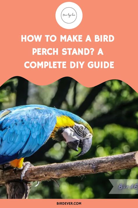 How to Make a Bird Perch Stand? A Complete DIY Guide https://birdever.com/how-to-make-a-bird-perch-stand Diy Bird Perch, Make A Bird, Window Perch, Parrot Perch, Bird Stand, Diy Birds, Gardening Flowers, Bird Tree, Bird Perch