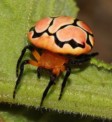 Ladybird Spider (Araneidae Paraplectana thorntoni). Colorful Insects, Arachnids Spiders, Interesting Insects, Cnidaria, Cool Insects, Cool Bugs, A Bug's Life, Beautiful Bugs, Creepy Crawlies