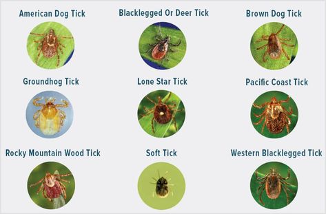 5 EASY Steps on How to Get Rid of Ticks in Yard [DIY] – Bug Lord Tick Tubes, Wood Tick, Get Rid Of Ticks, Types Of Ticks, Wood Chip Mulch, Rodent Repellent, Deer Ticks, Tick Removal, Tick Repellent