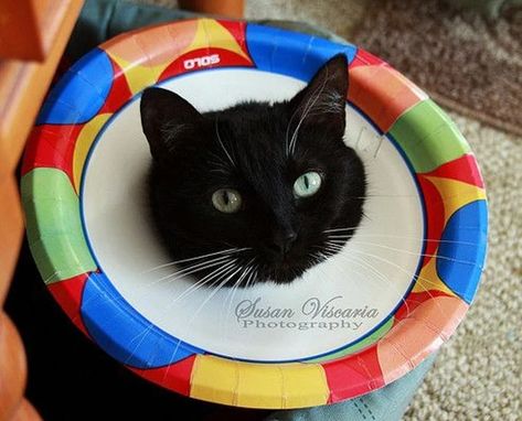 Diy Pet Cone Cat, Cat Cone Diy, Diy Cone For Cat, Cat Cone Alternative Diy, Diy Cat Cone Collar, Diy Cat Collar, Milk Jugs Diy, Cat Collars Diy, Cat Wounds