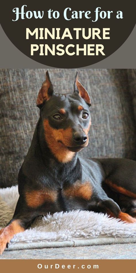 Min Pin Dogs Mini Pinscher, Minpin Mini Pinscher, Mini Doberman Pincher, Min Pin Puppies, Miniature Pincher, Miniature Doberman, Min Pin Dogs, Pincher Dog, Miniature Pinscher Puppy