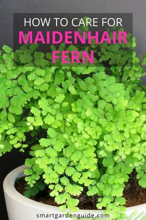 Maiden Fern Care, Growing Ferns Indoors, Maidens Hair Fern, Maiden Hair Ferns, How To Care For Ferns Indoors, Fern Care Outdoor, Maiden Hair Fern Care, Indoor Ferns Houseplant, Maidenhair Fern Indoor