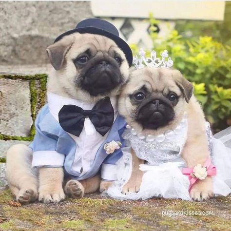 Cute Matching Pfp, Dressed Up Dogs, Pugs In Costume, Couple Funny, Cute Pug Puppies, Pugs And Kisses, Very Cute Puppies, Baby Pugs, Cute Bulldogs