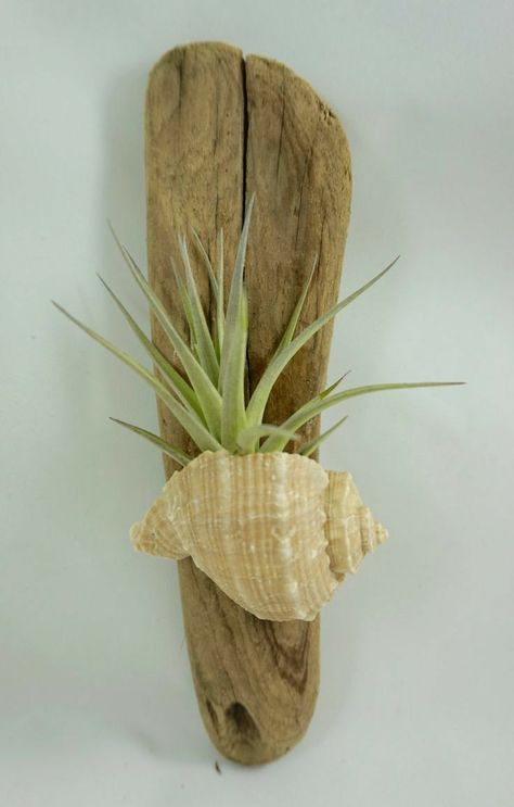 Air Plants Diy, Air Plants Decor, Driftwood Diy, Driftwood Projects, Air Plant Display, Air Plant Terrarium, Deco Nature, Shell Crafts Diy, Driftwood Decor