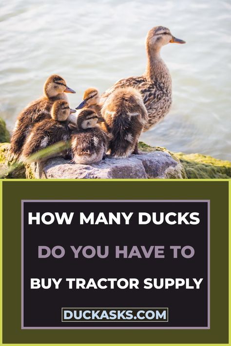 How Many Ducks Do You Have to Buy Tractor Supply Ducks As Pets, Duck Raising, Types Of Ducks, Duck Breeds, Raising Ducks, Tractor Supplies, Tractor Supply, Ducks, Tractor