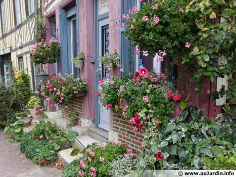 Questions fréquentes sur le géranium lierre Geraniums, Ivy, Outdoor Structures, Plants, Color