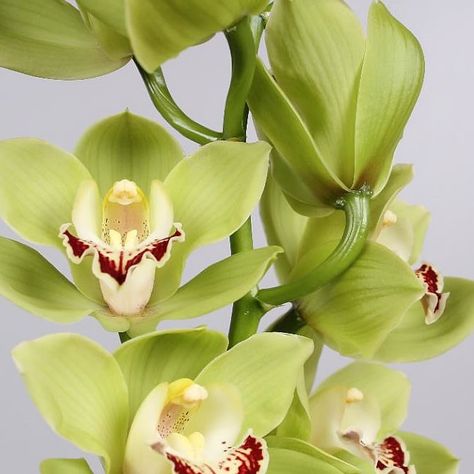 Cymbidium Orchid Ovati Emera are perfect for wedding flower arrangements! They create a natural and delicate look! Also great for decorating! Head over to www.trianglenursery.co.uk for more information! Great wholesale prices! Green Cymbidium Orchids, Orchid Cymbidium, Tropical Orchid, Vanda Orchids, Green Orchid, Florist Supplies, Cymbidium Orchids, Flowers Delivered, Flower Food