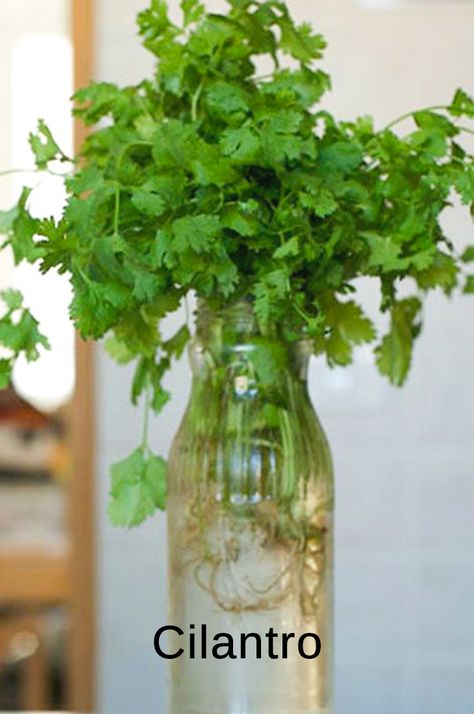 If we start growing cilantro from seeds it is lengthy, time taking process and need to be done with proper care. Propagate Cilantro, Growing Cilantro In A Pot, Grow Cilantro Indoors, How To Grow Cilantro, Growing Hacks, Grow Cilantro, Parsley Plant, Cilantro Plant, Cilantro Seeds