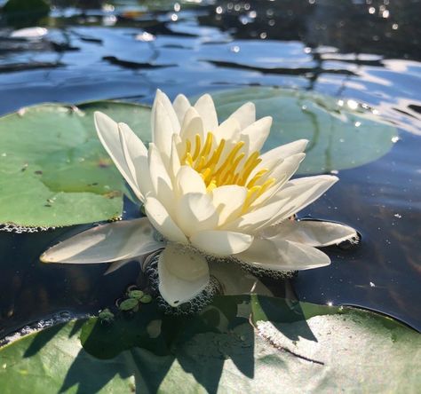 Water Lily, Lily, Water, White