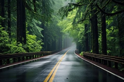 Rain Street, Tree Lined Street, Dark Landscape, Forest Light, Forest Road, City Car, Tree Line, Green Nature, Laptop Wallpaper