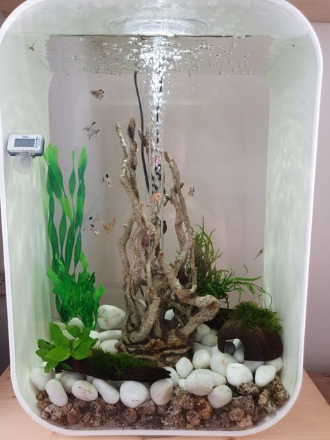 Biorb Fish Tank, Small Aquarium, Fish Gallery, Aquarium Ideas, Aquascaping, Aquarium Fish, Goldfish, Fish Tank, Reptiles