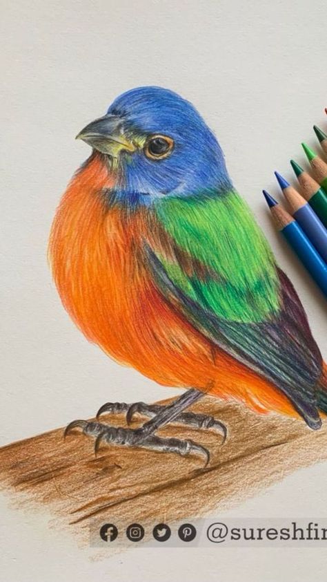 Pencil Colour Bird Drawing, Colored Pencil Artwork Ideas Easy, Colored Pencil Art Easy Ideas, Easy Colored Pencil Drawing, Pencil Colour Sketches, Colored Pencil Drawing Ideas, Colored Pencil Sketches, Pencil Colour Painting, Colored Pencil Artwork Ideas