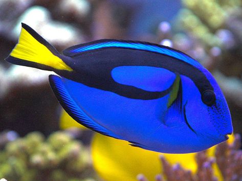 World’s most beautiful and rare fishes – pratiknayek Fischer Homes, Blue Tang Fish, Tang Fish, Creature Marine, Blue Tang, Saltwater Fish Tanks, Rare Fish, Fauna Marina, Salt Water Fish