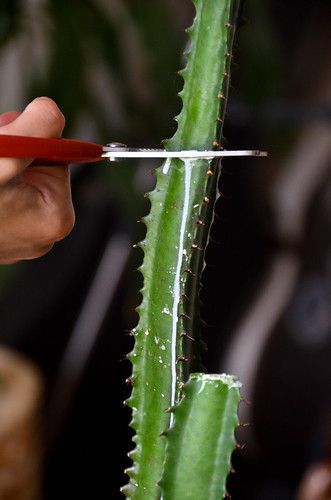 How To Propagate Cactus Plants, African Milk Plant, Propagate Tree Branches, Milk Cactus, Rubber Tree Plant Propagation, Ti Plant Propagation, Propagating Cactus, Types Of Cactus Plants, African Milk Tree