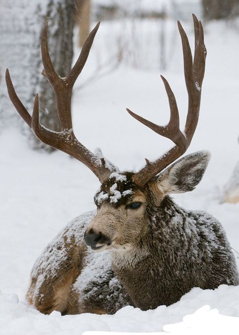 Mule Deer Hunting, Whitetail Deer Pictures, Mule Deer Buck, Gift Ideas For Your Girlfriend, Ideas For Your Girlfriend, Spring Coming, Male Deer, Big Deer, Deer Photos