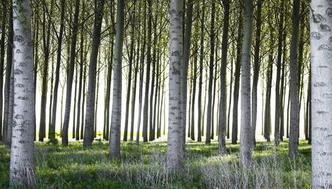 Cottonwood Leaf, Slim Tree, Poplar Tree, Tree Identification, Magical Tree, Cedar Trees, Ornamental Trees, Tree Leaves, Tree Bark