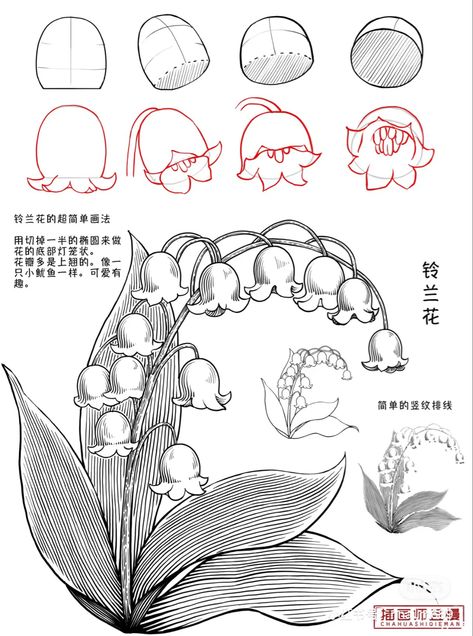 Drawing Botanicals Tutorial, Flower Art Reference, Easy Plant Drawings, Plant Drawing Aesthetic, How To Draw Plants, Battery Drawing, Drawing Flowers Step By Step, Foliage Drawing, Plants Reference