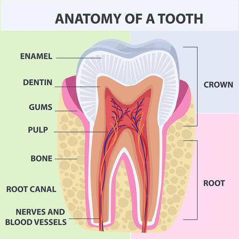 Dental Assistant Study Guide, Dental Infographics, Dental Notes, Tooth Anatomy, Nurse Goals, Dental Assistant School, Dental Hygienist School, Dentist Assistant, Teeth Anatomy