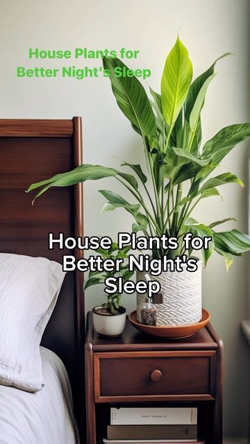 Areca Palm Indoor, Easy To Grow Houseplants, Cast Iron Plant, Areca Palm, Homemade Cleaning Solutions, Iron Plant, Potted Houseplants, Small House Plan, Best Indoor Plants