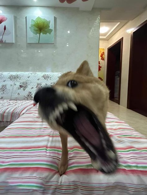 A Dog, Bedroom, Bed, Dogs, Funny