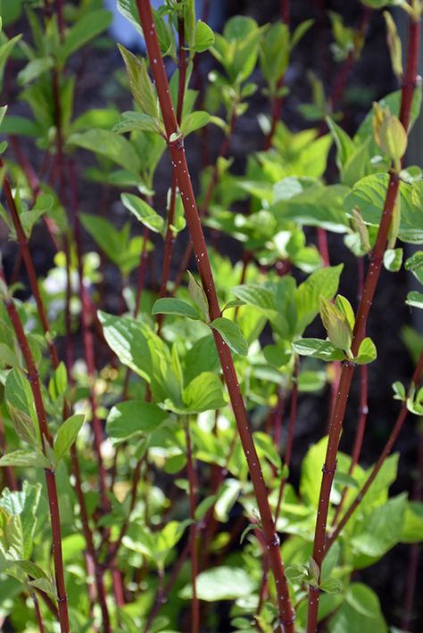 Bailey Red-Twig Dogwood (Cornus baileyi) in Chicago Downers Grove Naperville Hinsdale Lisle Illinois IL at Wannemaker's Home & Garden Cornus Sericea, Pnw Forest, Oasis Garden, Alkaline Soil, Red Twig Dogwood, Twig Dogwood, Landscape Nursery, Low Maintenance Shrubs, Front Yard Plants