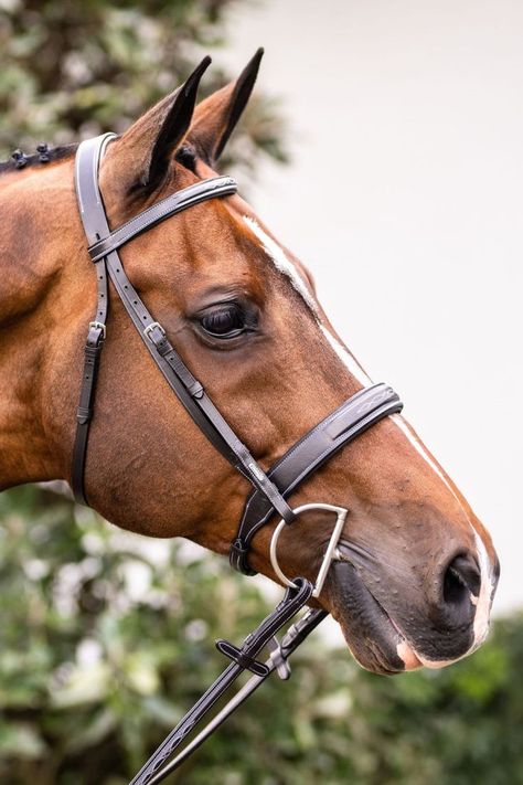 Tradition meets comfort and quality with the Lumiere 'Classic' hunter bridle. Handcrafted from the softest of leathers, the bridle features a stylish wide raised noseband and browband with fancy stitch detailing. It comes with matching plaited reins, with both bridle and reins meticulously hand stitched with contrast cream stitching and featuring stainless steel fittings. Horse Reins, Horse Reining, Western Bridles, Side Saddle, English Bridle, Horse Bridle, Traditional Look, Stainless Steel Fittings, Dream Barn