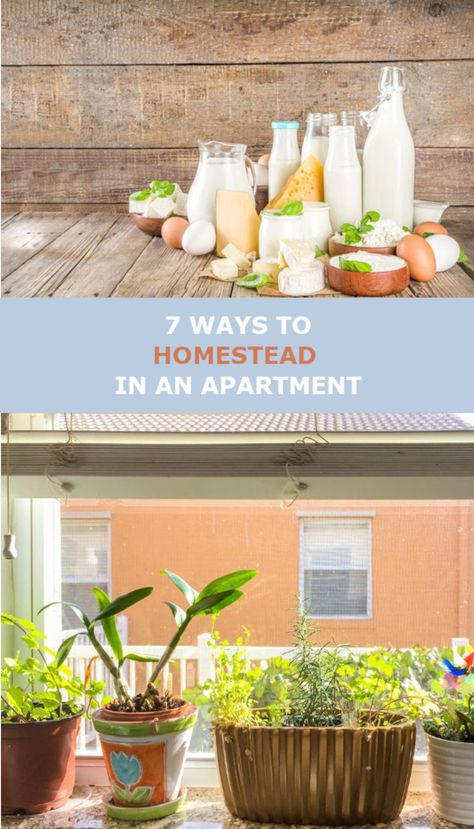 This is a step-by-step list of how to start homesteading for beginners. Homesteading can even be done in urban settings and in small spaces. #RegenerativeHomesteadingSkills #SimpleLiving Small Beginner Homestead, Apartment Homesteading For Beginners, Homesteading For Beginners Small Spaces, Homestead Apartment, Apartment Homesteading, Start Homesteading, Homesteading For Beginners, Homesteading Skills, Urban Setting