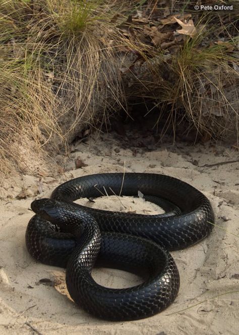 Snake Anime, Indigo Snake, Aesthetic Snake, Snake Aesthetic, Black Mamba Snake, Pet Snakes, Snake Turtle, Sound Science, Cool Snakes