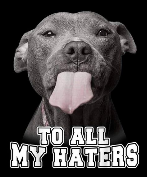 American Pitbull Dog, Pitbull Wallpaper, To All My Haters, Pitbull Quotes, Funny Pitbull, Pitbull Art, Funny Animals With Captions, Dog Quotes Love, Scary Dogs